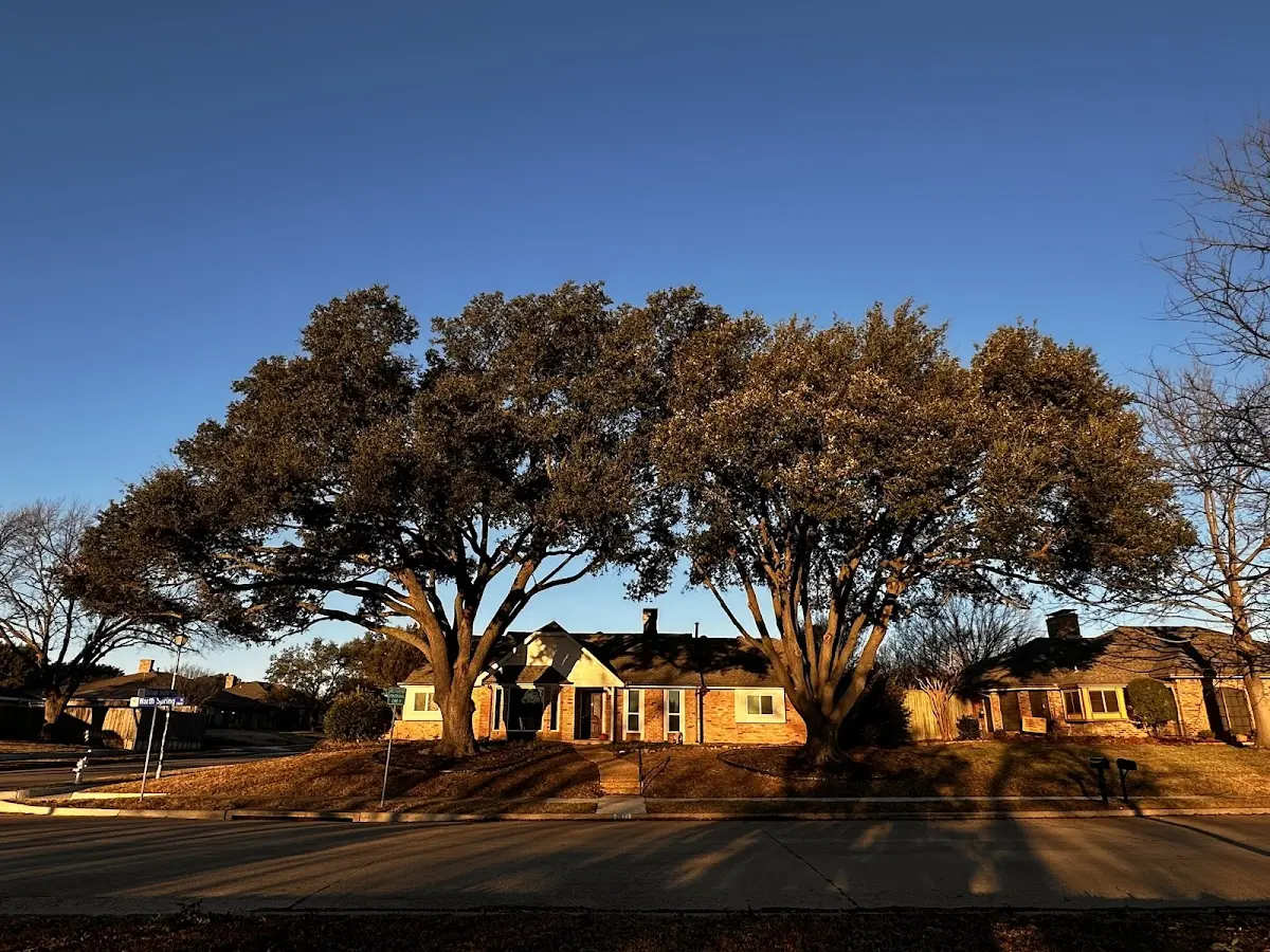 Established residential canopy tree shading a home in Manteo
